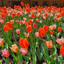Tulipaner i mange farger