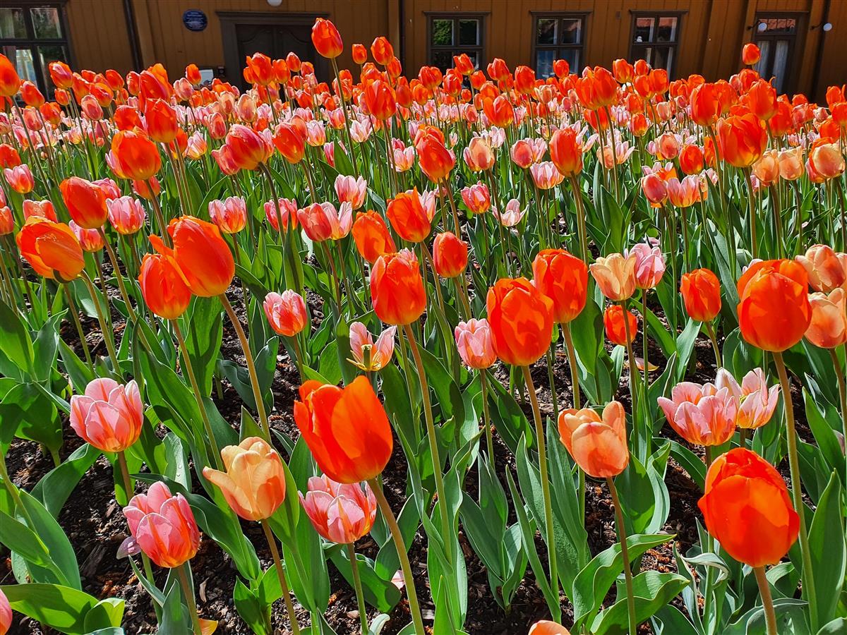 Tulipaner i mange farger - Klikk for stort bilde