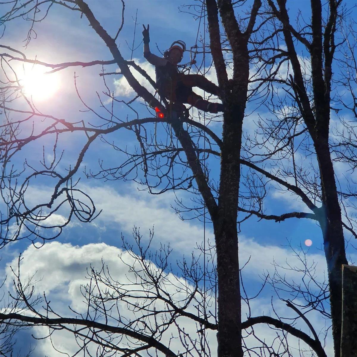 Trebeskjærer som henger høyt oppe i treet - Klikk for stort bilde