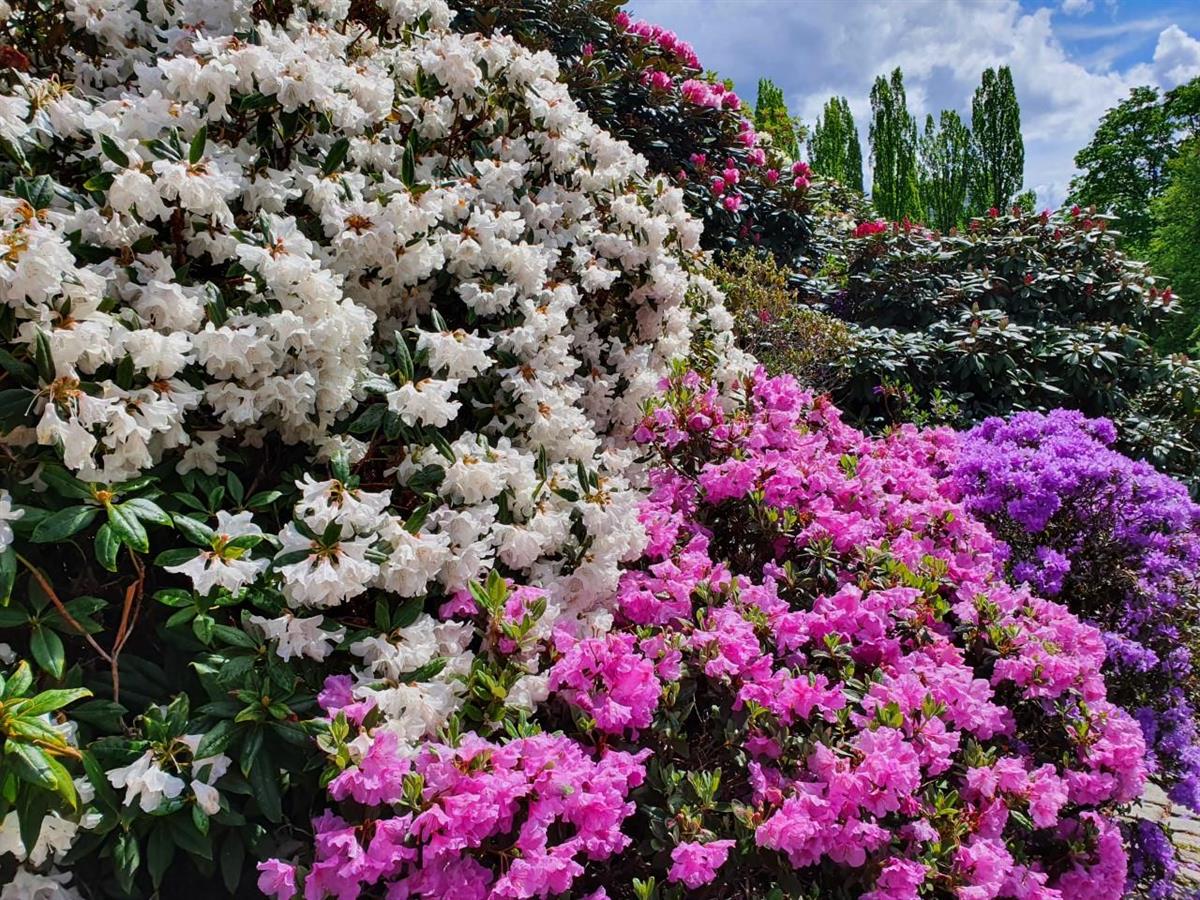 Rhododendron - Klikk for stort bilde