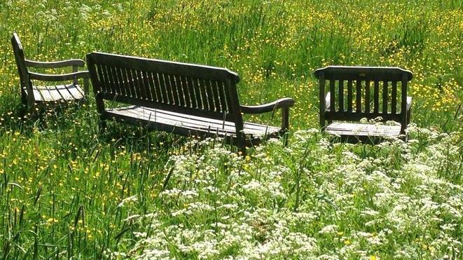 Benker i en blomstereng - Klikk for stort bilde