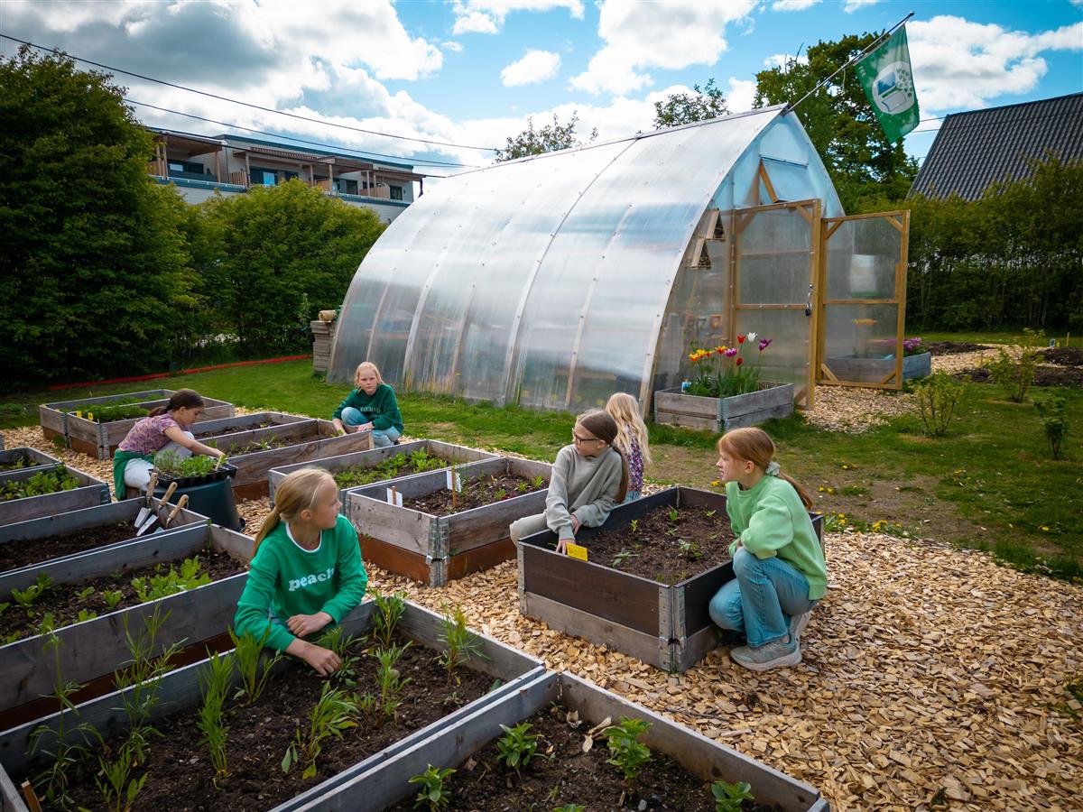 Barn som dyrker i plantekasser - Klikk for stort bilde