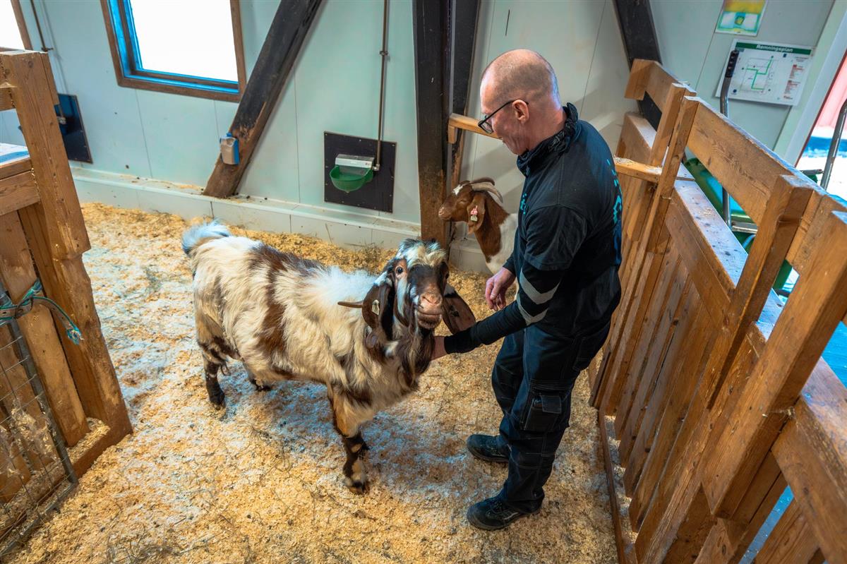 Mann med sauer - Klikk for stort bilde