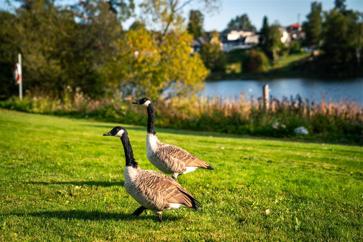 To kanadagjess på gresslette med vann i bakgrunnen - Klikk for stort bilde
